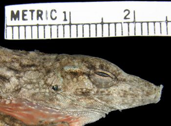 Media type: image;   Herpetology R-186147